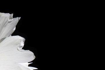 Blumen