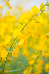Crotalaria Juncea or sunn hemp in Phutthamonthon,Nakhorn prathom