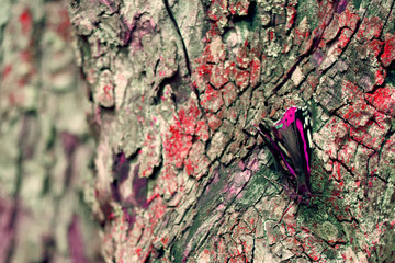 Butterfly close-up 021