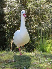 Canard