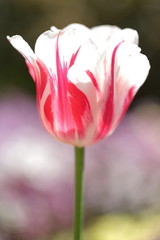 Many ways the tulips bloom in different colors and different settings