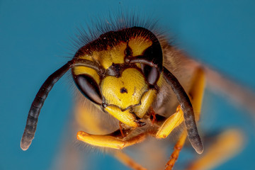 guêpe  "vespa vulgaris"  focus stacking 1X a 5X 