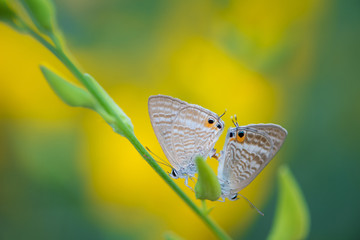 Butterfly and Crotalaria Juncea or sunn hemp in Phutthamonthon,Nakhorn prathom