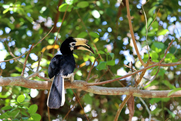great hornbill (Buceros bicornis) - Borneo Sabah Malaysia Asia