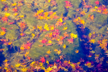 Obraz na płótnie Canvas Colorful autumn in South Korea.