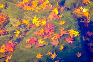 Fototapeta na wymiar Colorful autumn in South Korea.