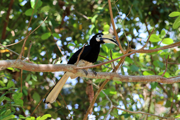 great hornbill (Buceros bicornis) - Borneo Sabah Malaysia Asia