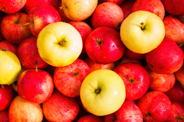 apples, apple crop green and red