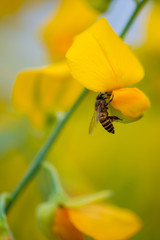 Bee and Crotalaria Juncea or sunn hemp in Phutthamonthon,Nakhorn prathom