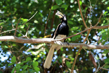 great hornbill (Buceros bicornis) - Borneo Sabah Malaysia Asia