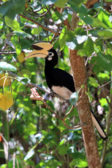 great hornbill (Buceros bicornis) - Borneo Sabah Malaysia Asia