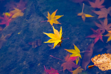 Fototapeta na wymiar Colorful autumn in South Korea.