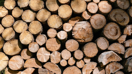 Pila de madera homogénea para construcción