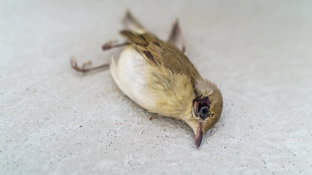 House Sparrow (Passer domesticus): a dead bird lies on a concrete surface and decomposes. Time Lapse. Zoom In