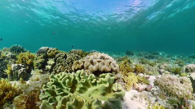 360 panorama: Tropical coral reef and fishes underwater. Hard and soft corals. Underwater video. Camiguin, Philippines.