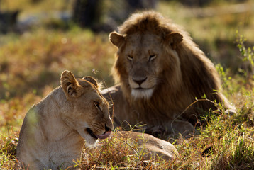 A pair of lion mating at Masai Mara, Kenya