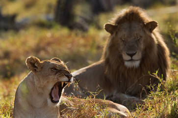 A pair of lion mating at Masai Mara, Kenya