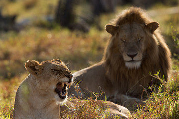 A pair of lion mating at Masai Mara, Kenya