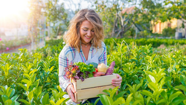 Harvest of vegetable garden. Woman carrying crate with freshly harvested vegetables in garden. Farmer with fresh vegetables. Woman's hands holding wooden crate with fresh organic vegetables from farm