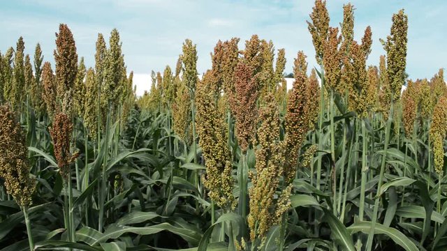Cultivated sorghum field ready to harvest