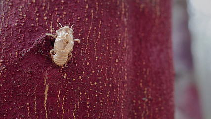 Cicada molt in a painted tree in Infanta Elena Park, Seville, Spain