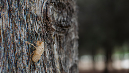 Closeup of a cicada molt in a pine tree in Infanta Elena Park, Seville, Spain