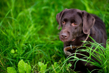 portrait of a labrador retriever in the grass. brown labrador. Copy space