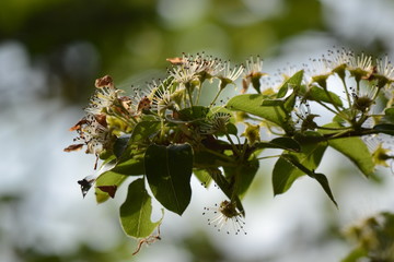 Blüten im Frühling