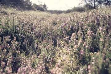 The beautiful Danish landscape