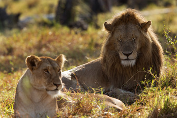 A pair of lion mating at Masai Mara, Kenya