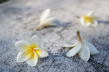 Plumeria