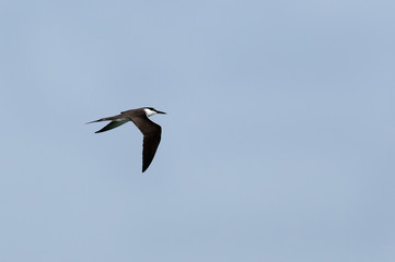 Bridled tern in flight at Busaiteen coast, Bahrain