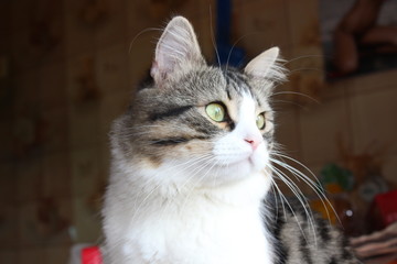 portrait of cat with eyes on green background