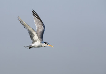 Lesser crested Tern in flight at Busiateen coast, Bahrain 