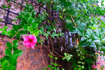 Pink jungle flower