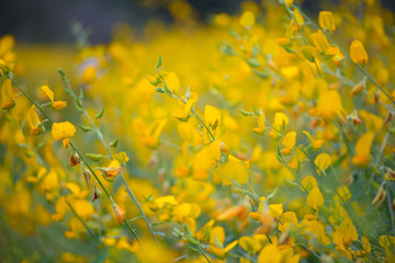 Field of Crotalaria Juncea or sunn hemp in Phutthamonthon,Nakhorn prathom