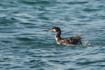 The Great Cormorant bathing, Bahrain