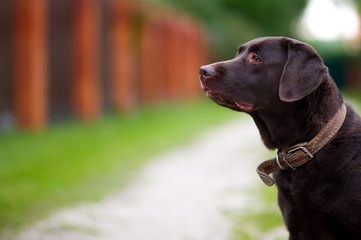 portrait of a brown labrador against the background of a summer landscape in the village