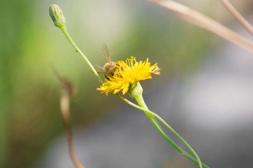 abeja sobre flor,  polen, polinización
