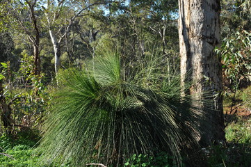 Xanthorrhoea or Grass tree, Asphodelaceae, a perennial plant endemic. to Australia.  Whistlepipe Gully Walk, Mundy Regional Park, Kalamunda, Western Australia, Australia