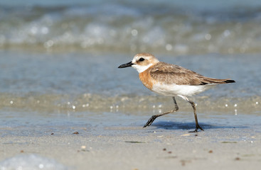 The greater sand plover in breeding plumage, Bahrain 