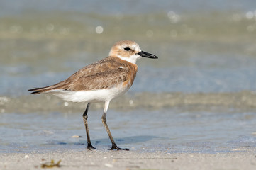 Obraz premium Greater sand plover at Busaiteen coast, Bahrain