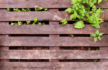 texture of a wet wooden pallet. wet pallet and wild plant growing through it