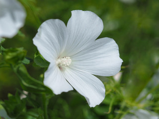 Beautiful white Lavatera flower in a summer garden