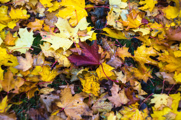 Naklejka na ściany i meble Bright fallen leaves on the ground. Autumn background. Soft focus.