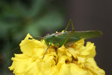 Konik Polny © Marta