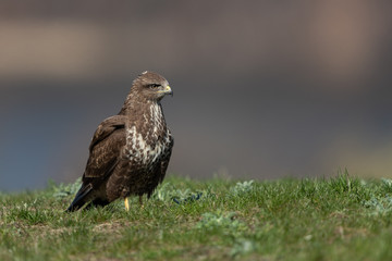 Common buzzard, Buteo buteo