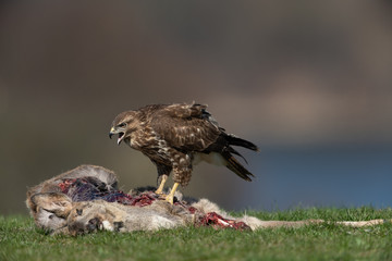 Common buzzard, Buteo buteo