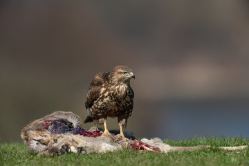 Common buzzard, Buteo buteo