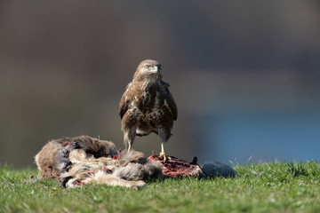 Common buzzard, Buteo buteo